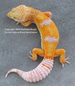 hybino-female-l8-fcpost.jpg