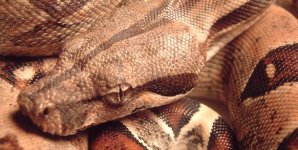 Tegu Contest.JPG
