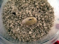 egg12.jpg