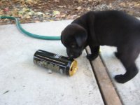 chowmation.jpg