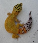 IMG_0735.JPG