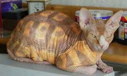 34012tortcat.jpg
