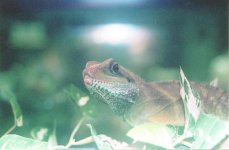 scan0007_0007.jpg