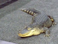 Buba the Aligator.JPG