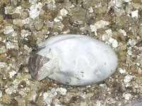 hatching.jpg