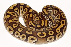 mojave picture 148.jpg