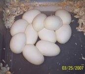 Pictures 009.jpg