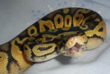 pastel11.jpg