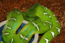 1 A Emerald Rack 004_edited-1.jpg
