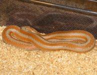 longcanyonhypo.jpg