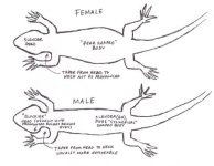 Female vs Male smallest.jpg
