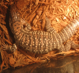 red tegu.gif