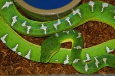 1 A Emerald Rack 2 001_edited-1.jpg