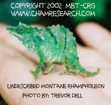 r-montanus.jpg