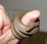 Rubber2.jpg
