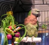 birdiesm2.jpg