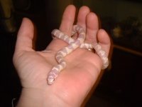 albino5.jpg