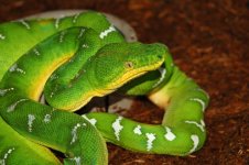 1 A Emerald Rack 3 011_edited-1.jpg