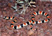 1pipesnake.jpg