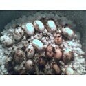 EGGS.jpg