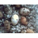 EGGS 2.jpg