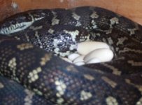 carpet eggs smal pic.jpg
