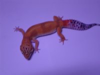 dsc01297.jpg