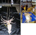 Squid 2.JPG