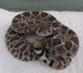 Baby atrox_1.JPG