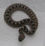 Baby atrox_12.JPG