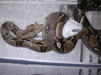 poss super hypo 06 & normal male 008.jpg