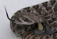 Baby atrox_18.JPG