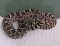 Baby atrox_6.JPG