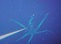 squid2.jpg