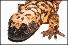 Gilla Monster (13).jpg