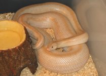ghost felipe gravid 800w.jpg
