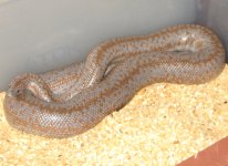 hypo Borrego gravid 3.jpg