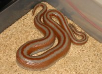 San felipe gravid 800w.jpg