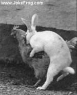mean_bunny.jpg