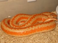 Temecula albino gravid 800w.jpg