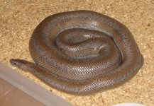 snow 2xhet gravid.jpg