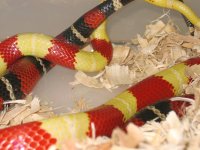 20060421nelbreeding0004.JPG