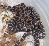 20060606hatchlings0005.JPG
