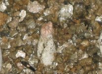 hatchling coming out.jpg