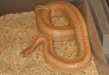Whitewater albino 800w.jpg