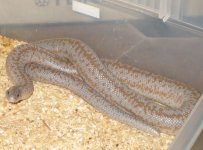 Hypo Borrego male.jpg