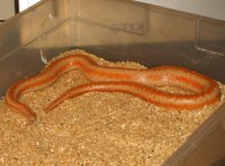 Temecula albino male.jpg