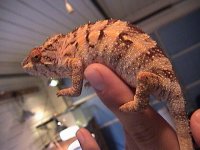femalepanther6months2.jpg