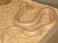 Snow male 800w.jpg