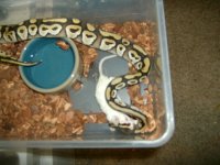 feeding 019.JPG